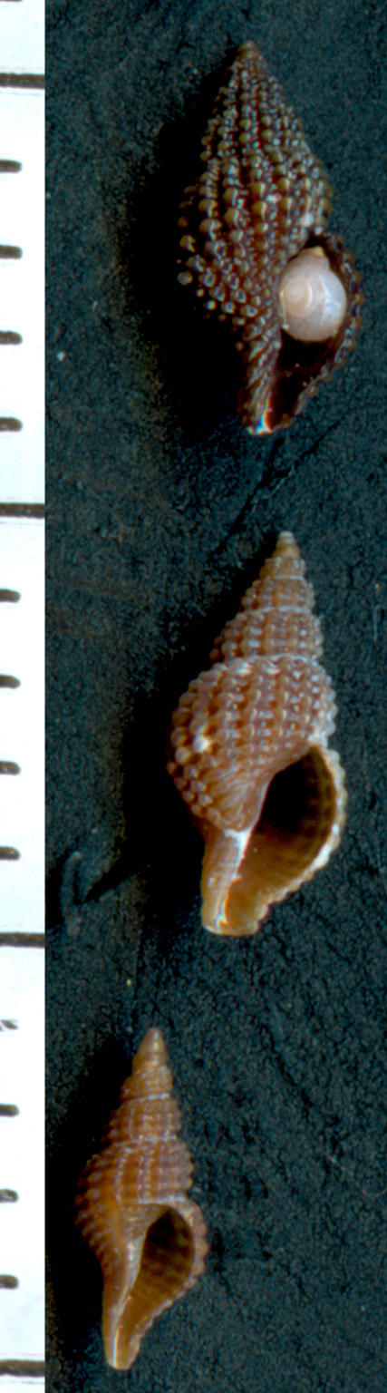 Raphitoma sp.